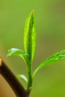 Franklinia alatamaha - franklinie americká - list jaro